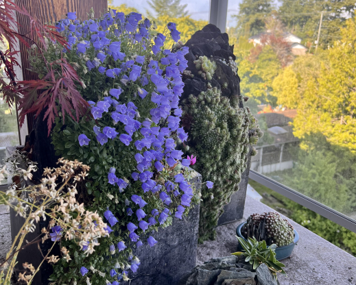 A waterfall of Campanula cochleariifolia in bloom A waterfall of Campanula cochleariifolia in bloom