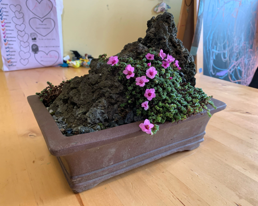 Saxifraga oppositifolia Saxifraga oppositifolia