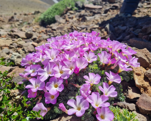 Oxalis adenophylla     