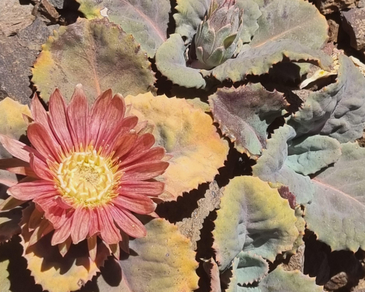 Pachylaena atriplicifolia     