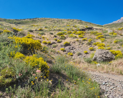 Landscape of Paso Vergara