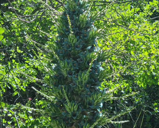 Puya alpestris 