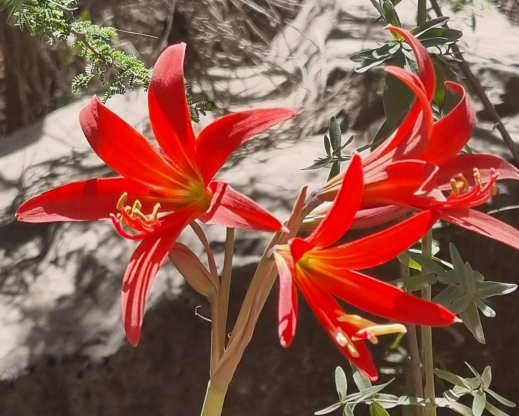 Rhodophiala (syn. Zephyranthes) splendens 