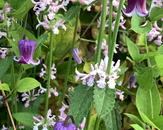 An unnamed Viorna Group hybrid clematis growing  through pink Stachys  officinalis