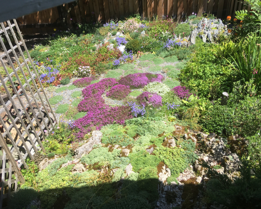 A postage-stamp sized garden, packed with plants. A postage-stamp sized garden, packed with plants.