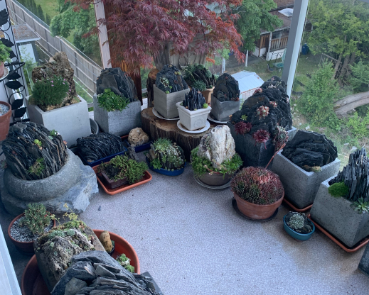 Taller pots and a Japanse maple provide shade for heat-sensitive plantings. Taller pots and a Japanse maple provide shade for heat-sensitive plantings.