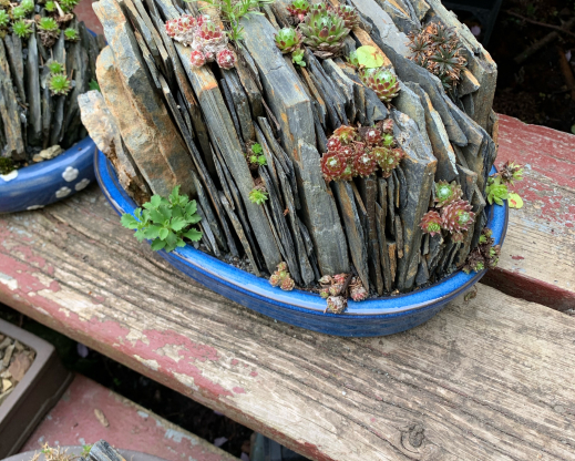 Dramatic crevices in a shallow bonsai container. Dramatic crevices in a shallow bonsai container.