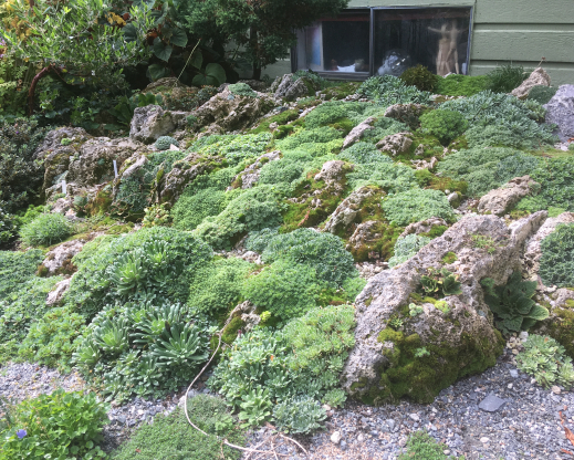 A postage-stamp sized garden, packed with plants. A postage-stamp sized garden, packed with plants.