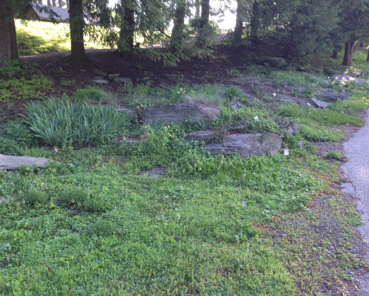 The rock garden in May 2017,  overrun by weeds