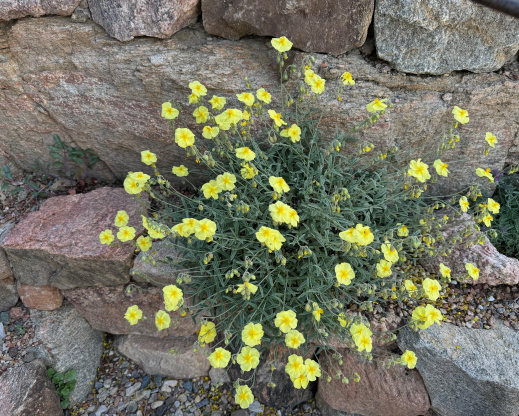Sun rose (Helianthemum) growing in a pocket of soil in the rocks.