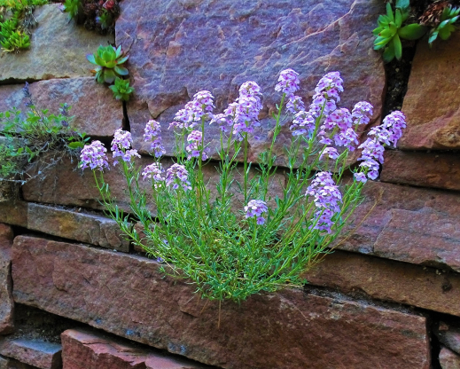 Aethionema grandiflorum growing on a crack in a wall.