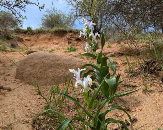 Iris magnifica, white form, Amankutan Pass, Uzbekistan