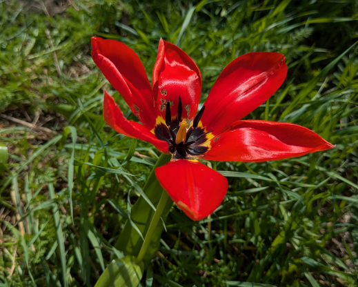 Tulipa fosteriana Amankutan Pass, Uzbekistan