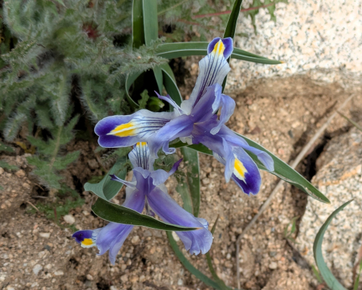 Rare endemic Iris warleyensis Amankutan Pass, Uzbekistan