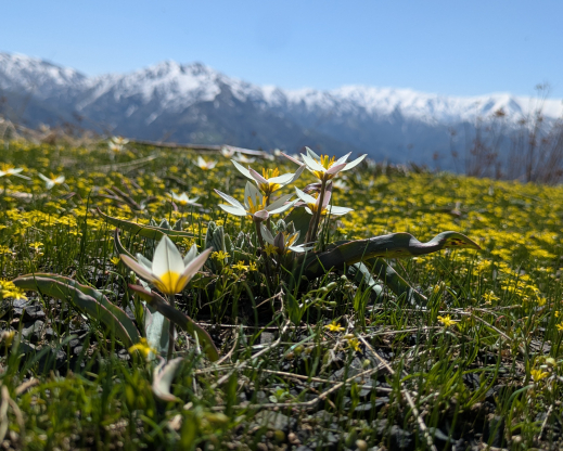 Tulipa bifloriformis Amirsoy, Uzbekistan