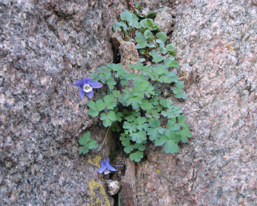 Aquilegia saximontana growing in a crack in a rock. Photo by Brian Core