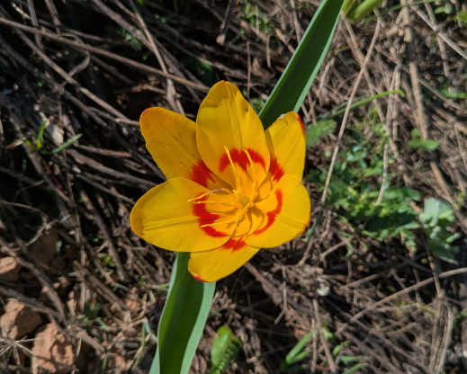 Tulipa dubia Chimgan, Uzbekistan