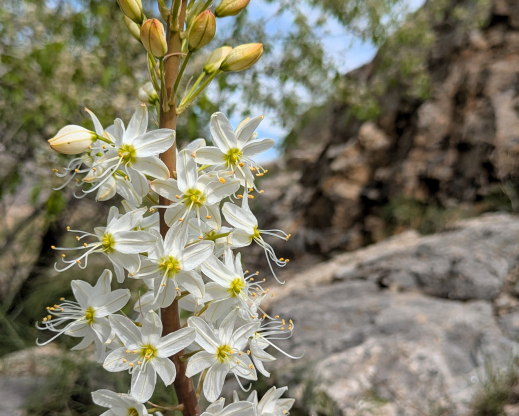 Eremurus lactiflorus  Chorvoq, Uzbekistan
