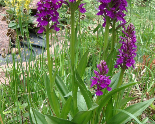 Dactylorhiza foliosa