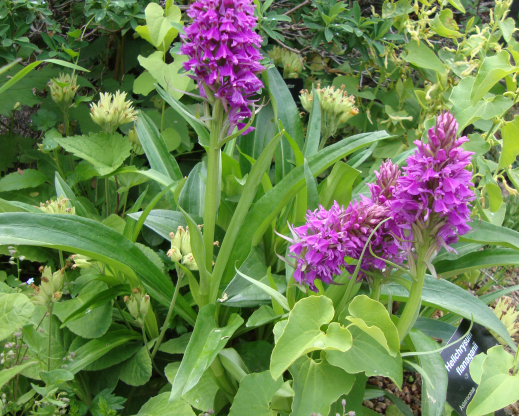 Dactylorhiza sp.
