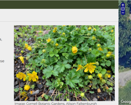 Screenshot of a plant record from the Garden Explorer website. Screenshot of a plant record from the Garden Explorer website.