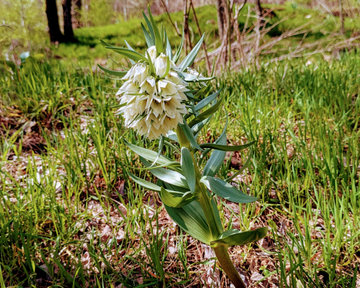 Fritillaria bucharica by Highway A35 in Tajikistan