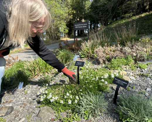Volunteer Mary Squyres placing a label in the rock garden in May 2025