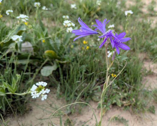 Ixiolirion tataricum near Shahrisabz, Uzbekistan