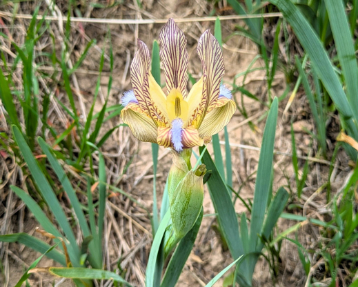 Iris lineata Nurek, Tajikistan