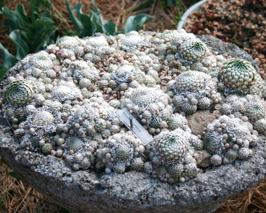 Orostachys spinosa thrives in a shallow pot.
