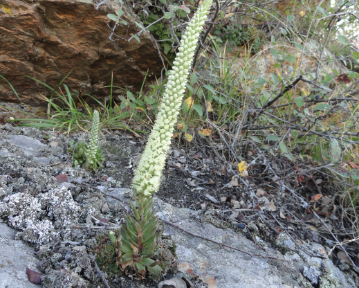 Orostachys spinosa blooming on top of a rock  in the Altai Mountains of Kazakhstan