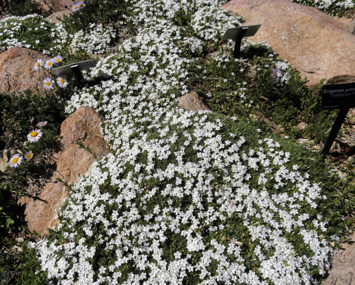 Phlox condensata thriving in a massive trough at Denver Botanic Gardens