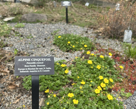 Potentilla crantzii  blooming in the rock garden, with a proper label.