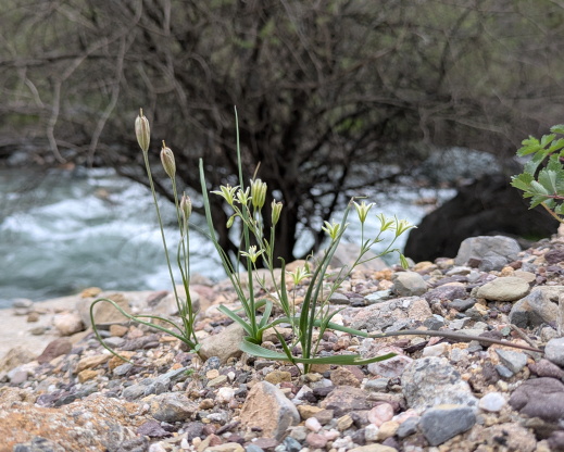 Gagea graminifolia Romit, Tajikistan