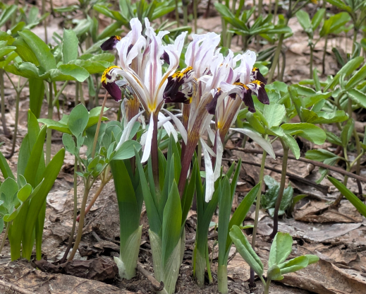Iris rosenbachiana Varzob, Tajikistan
