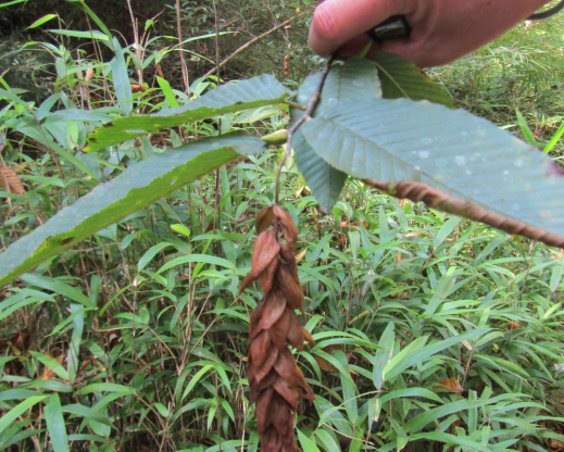 Seed structure on Carpinus fangiana