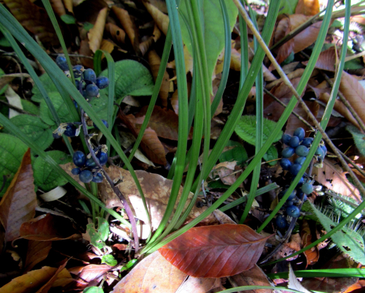 Blue fruit on an Ophiopogon species
