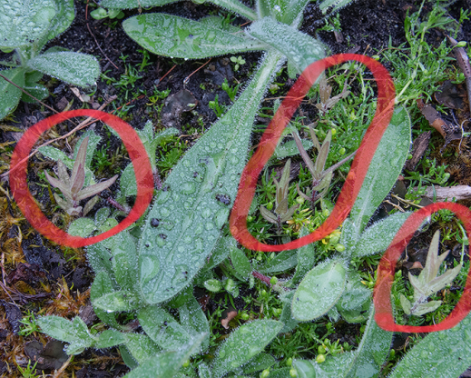Castilleja miniata seedlings