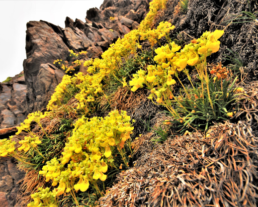 Calceolaria pinifolia
