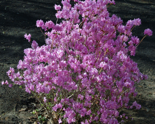 Lavender-flowered form of R. mucronulatum