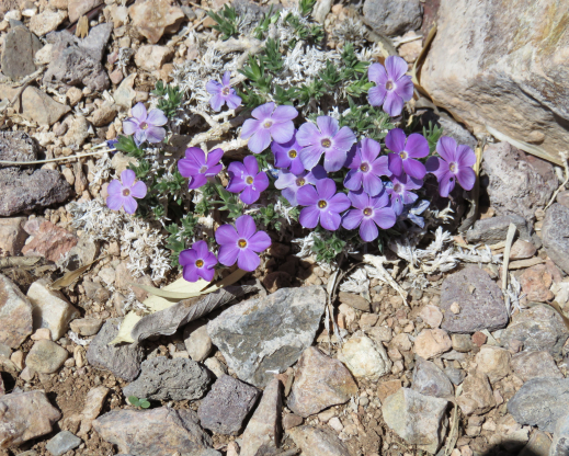 Phlox kelseyi