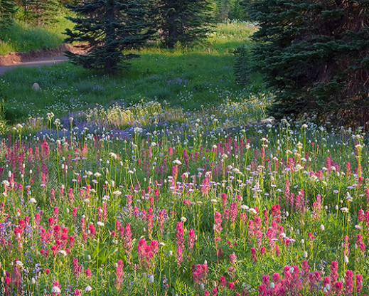 Castilleja parviflora var. oreopola at  Paradise, Mt. Rainier National Park, Washington