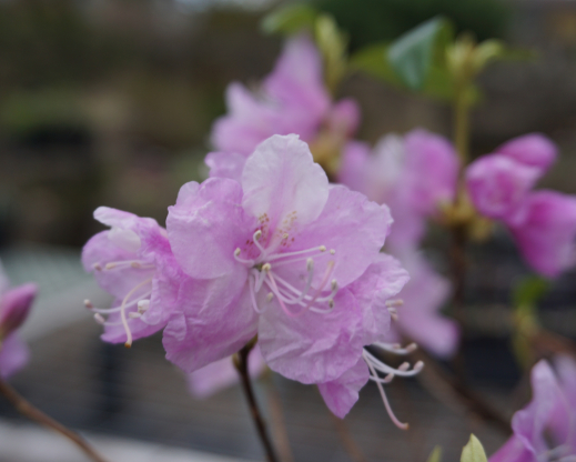 A Rhododendron mucronulatum seedling showing a “pansy” flower pattern.
