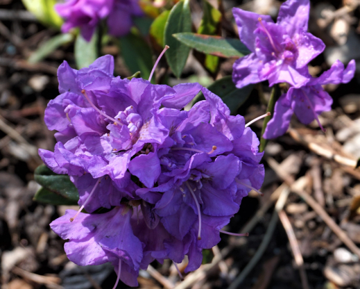 Rhododendron “Blue Roses”