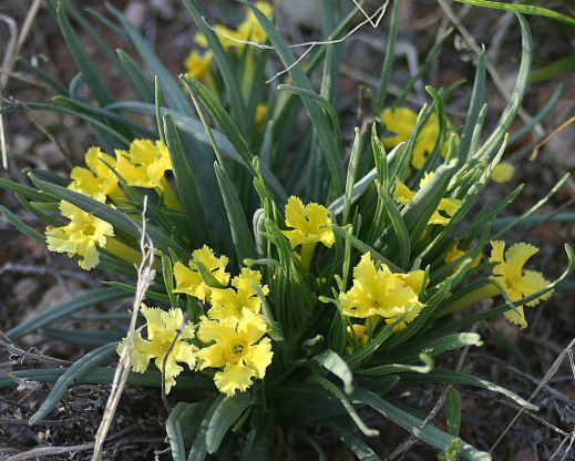 Lithospermum incisum