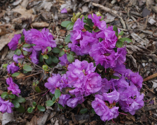 Rhododendron “Chickadee
