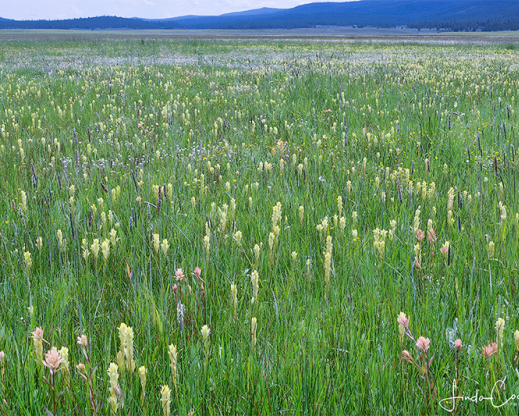 Yellow Castilleja cusickii at Logan Valley, Oregon , with pink flowers that may be Castilleja gracillima or a hybrid