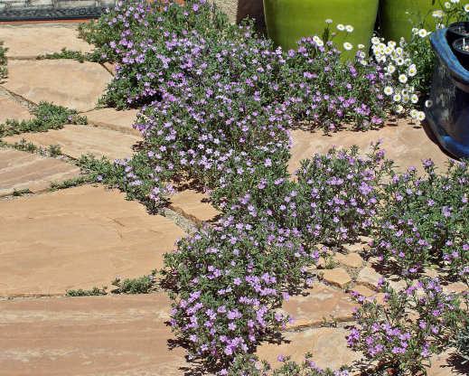 Nama hispidum seeded in a flagstone walkway