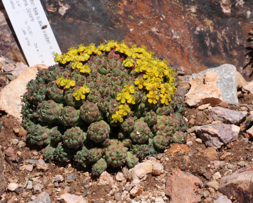 Euphorbia clavarioides var. truncata 