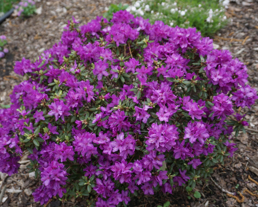 Rhododendron “Jack-in-the-Box”